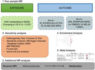 Causality of blood metabolites and metabolic pathways on peripheral arteriosclerosis: a Mendelian randomization study